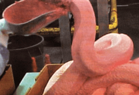 pinkslime1