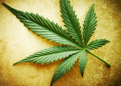 Cannabis leaf on grunge background, shallow DOF.